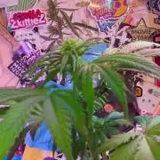 🥊🥧🍧🐐☕️🐓🔩🍌