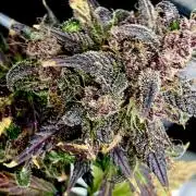 🎃🧛‍♂️😈💀🎃 '25