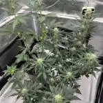 🍓🍰🤨🌿🍑🍪🍎