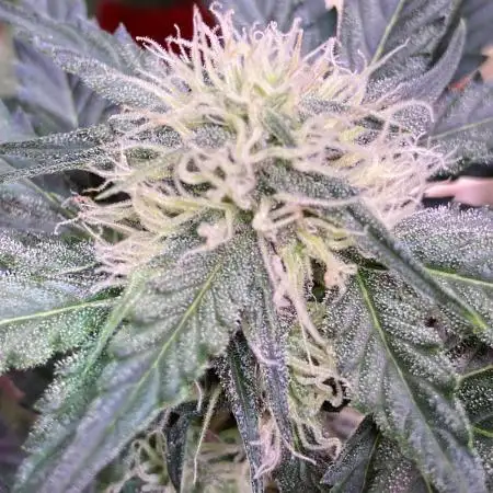 🌿🔱 OG Triploid Auto: Humboldt Seed