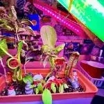 🍓🍰🤨🌿🍑🍪🍎