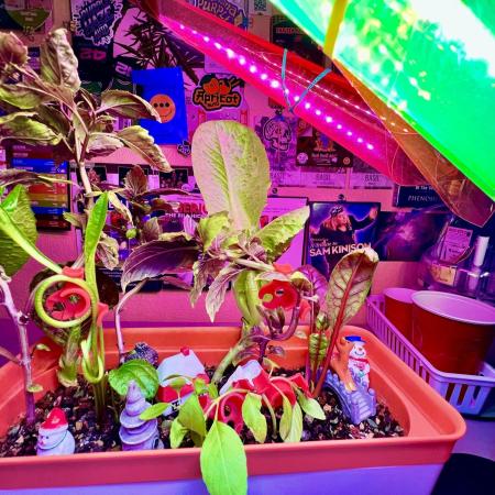 🍓🍰🤨🌿🍑🍪🍎