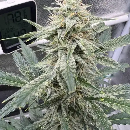 🍓🍰🤨🌿🍑🍪🍎