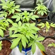 🥊🥧🍧🐐☕️🐓🔩🍌