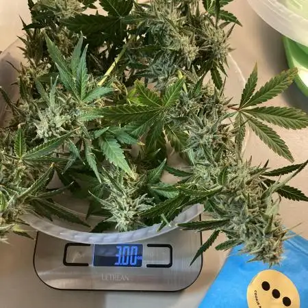 🍓🍰🤨🌿🍑🍪🍎