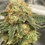 🥊🐐☕️🦍🍪🦍⛽️