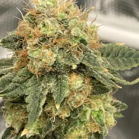 🥊🐐☕️🦍🍪🦍⛽️