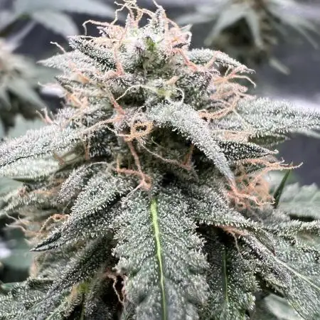 🌿🔱 OG Triploid Auto: Humboldt Seed