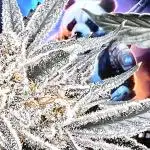 Space Panda 🐼 Atlas Seeds thru Seedsman