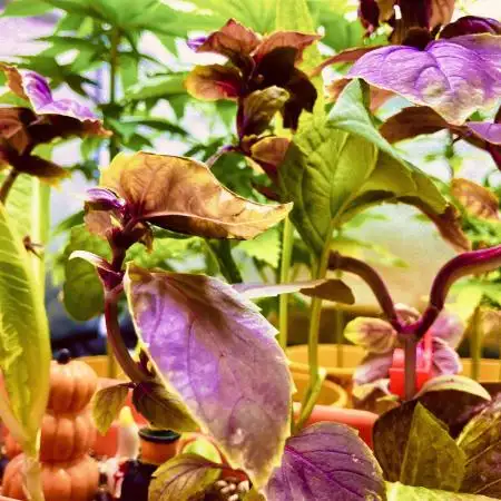 🎃🧛‍♂️😈💀🎃