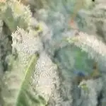 🍓🍰🤨🌿🍑🍪🍎