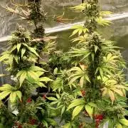 🎃🧛‍♂️😈💀🎃