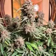 Erotic Adventures of Jar Jar & Reva
