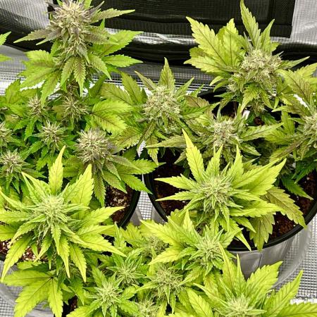 🔥📦RF3 AUTO by Fast Buds