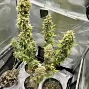 🍓🍰🤨🌿🍑🍪🍎