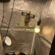 Montel tragic rise fall of Jar Jar Binks