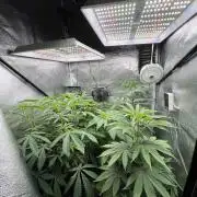 Montel tragic rise fall of Jar Jar Binks