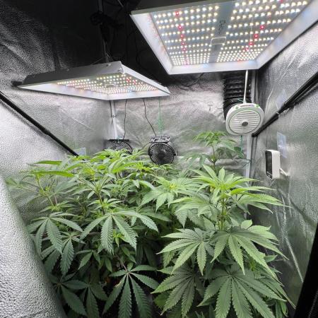 Montel tragic rise fall of Jar Jar Binks