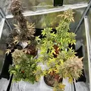 🎃🧛‍♂️😈💀🎃 '25