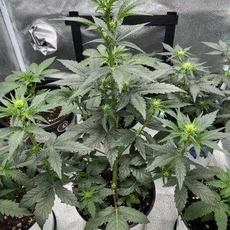 🍓🍰🍌🍆🥊🤨🌿🍑🍪🍎