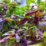 🥊🥧🍧🐐☕️🐓🔩🍌