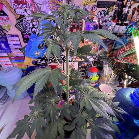 🥊🥧🍧🐐☕️🐓🔩🍌