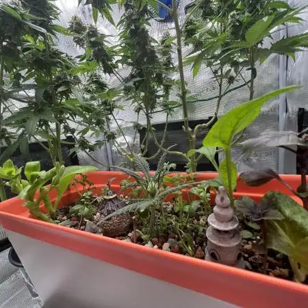 🥊🐐☕️🦍🍪🦍⛽️