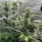 🍓🍰🤨🌿🍑🍪🍎