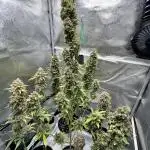 🍓🍰🤨🌿🍑🍪🍎