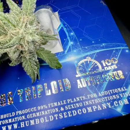 🌿🔱 OG Triploid Auto: Humboldt Seed