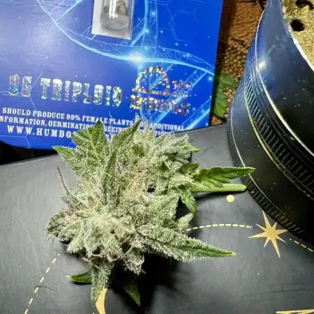 🌿🔱 OG Triploid Auto: Humboldt Seed
