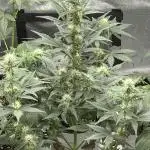 🍓🍰🍌🍆🥊🤨🌿🍑🍪🍎