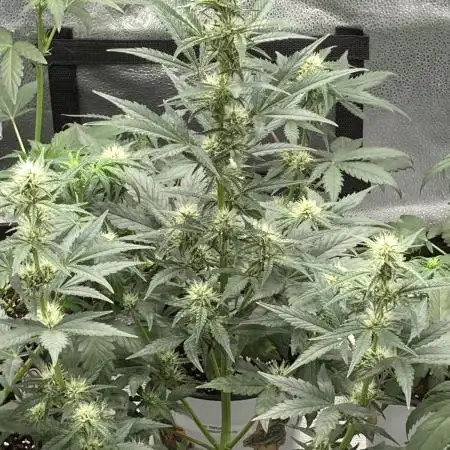 🍓🍰🍌🍆🥊🤨🌿🍑🍪🍎