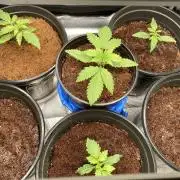 🥊🥧🍧🐐☕️🐓🔩🍌