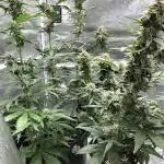 🍓🍰🤨🌿🍑🍪🍎