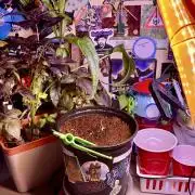 Montel tragic rise fall of Jar Jar Binks