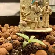 Montel tragic rise fall of Jar Jar Binks