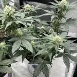 🌿🔱 OG Triploid Auto: Humboldt Seed