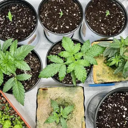 🍓🍰🍌🍆🥊🤨🌿🍑🍪🍎