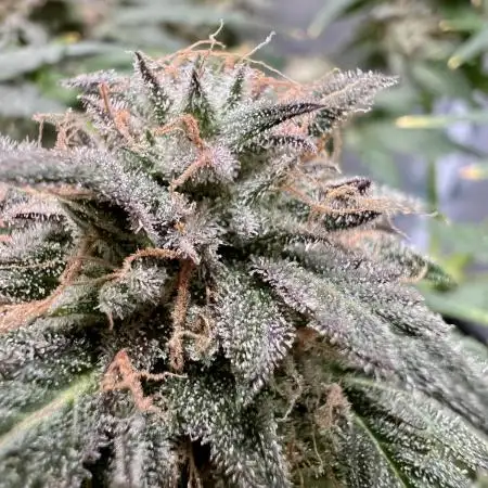 🌿🔱 OG Triploid Auto: Humboldt Seed