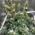 🥊🐐☕️🦍🍪🦍⛽️
