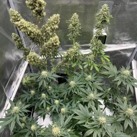 🥊🐐☕️🦍🍪🦍⛽️