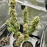 🍓🍰🤨🌿🍑🍪🍎