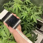 Montel tragic rise fall of Jar Jar Binks