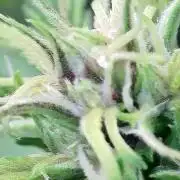 🥊🥧🍧🐐☕️🐓🔩🍌