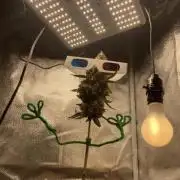 🥊🥧🍧🐐☕️🐓🔩🍌