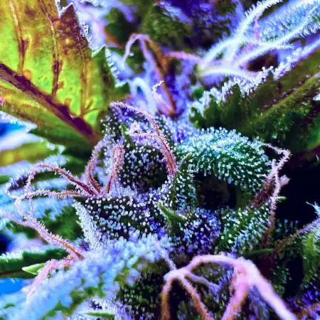 🍓🦍, 🍑, Z🍓,CBD 20:1