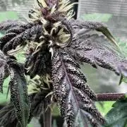 🥊🥧🍧🐐☕️🐓🔩🍌