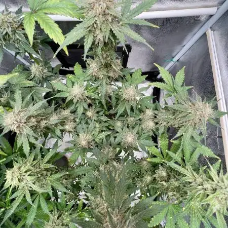 🌿🔱 OG Triploid Auto: Humboldt Seed