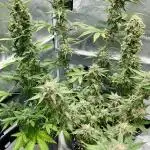 🍓🍰🤨🌿🍑🍪🍎